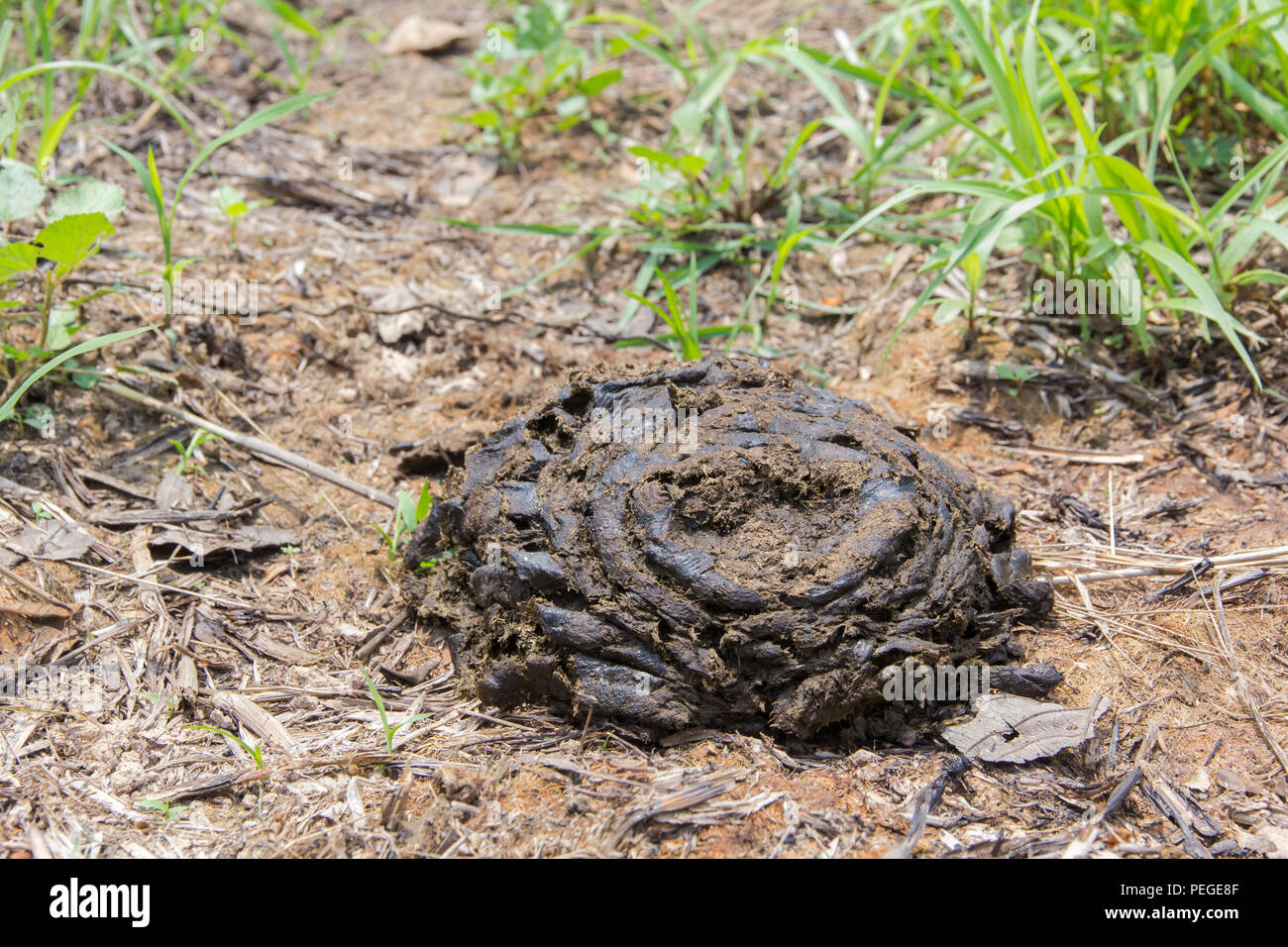 Kuhmist ist eine Verschwendung von Vieh, das zu den Bäumen und der Landwirtschaft vorteilhaft ist. Stockfoto