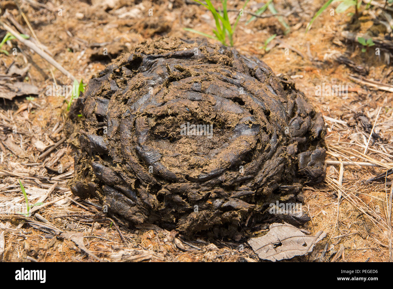 Kuhmist ist eine Verschwendung von Vieh, das zu den Bäumen und der Landwirtschaft vorteilhaft ist. Stockfoto