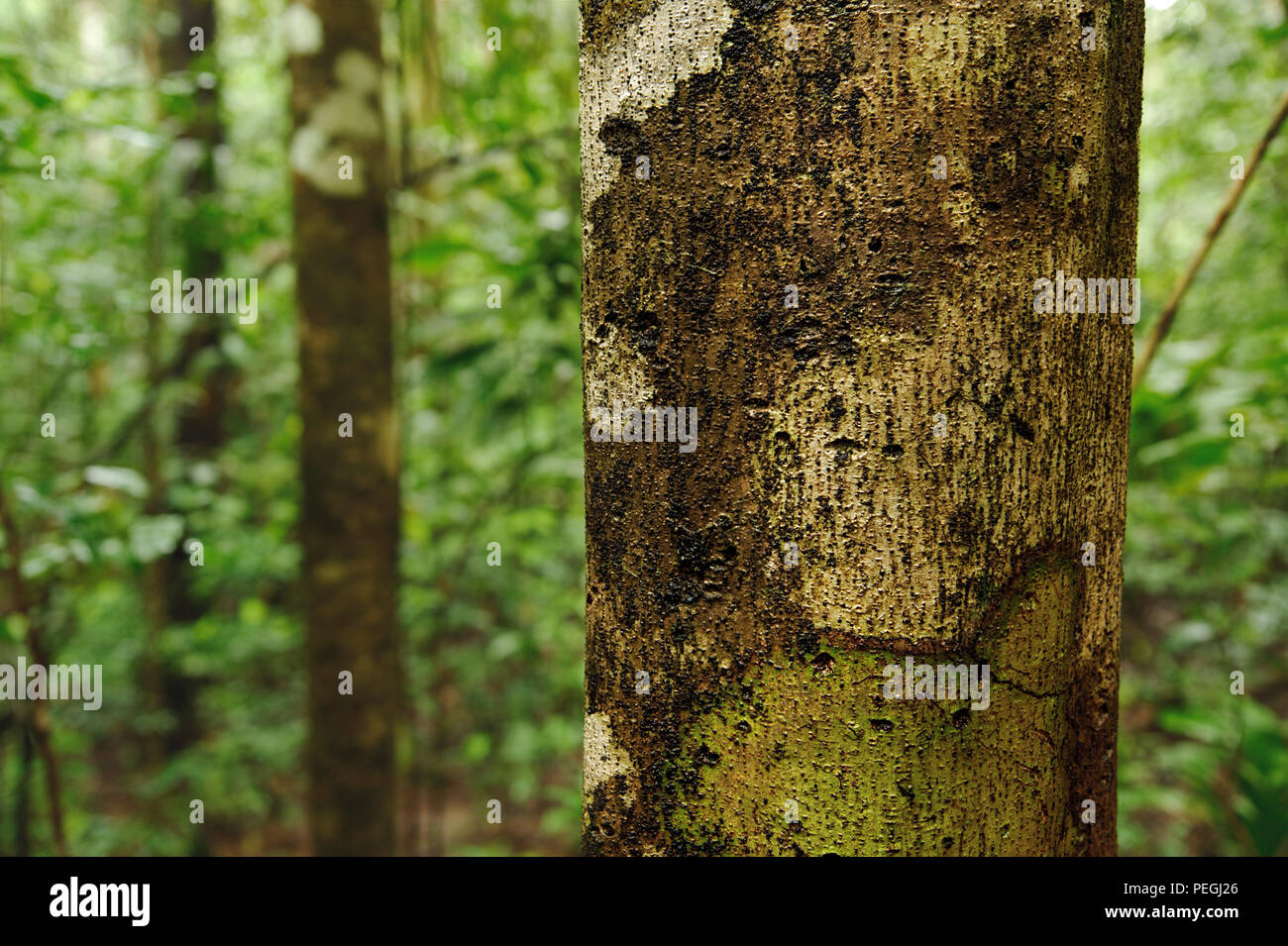 Bosque del Cabo Regenwald, Costa Rica Stockfoto