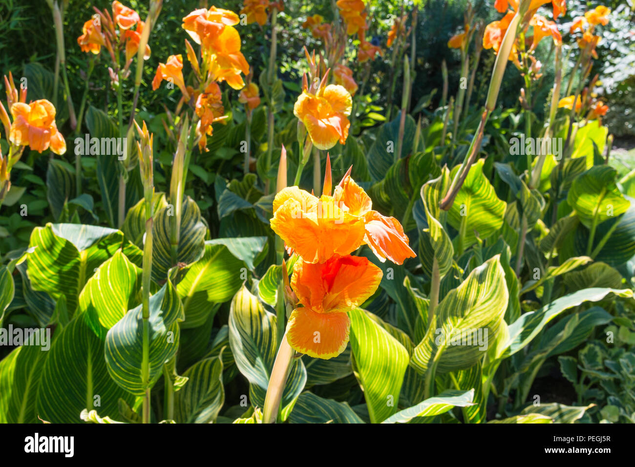 CANNA Blumen Stockfoto