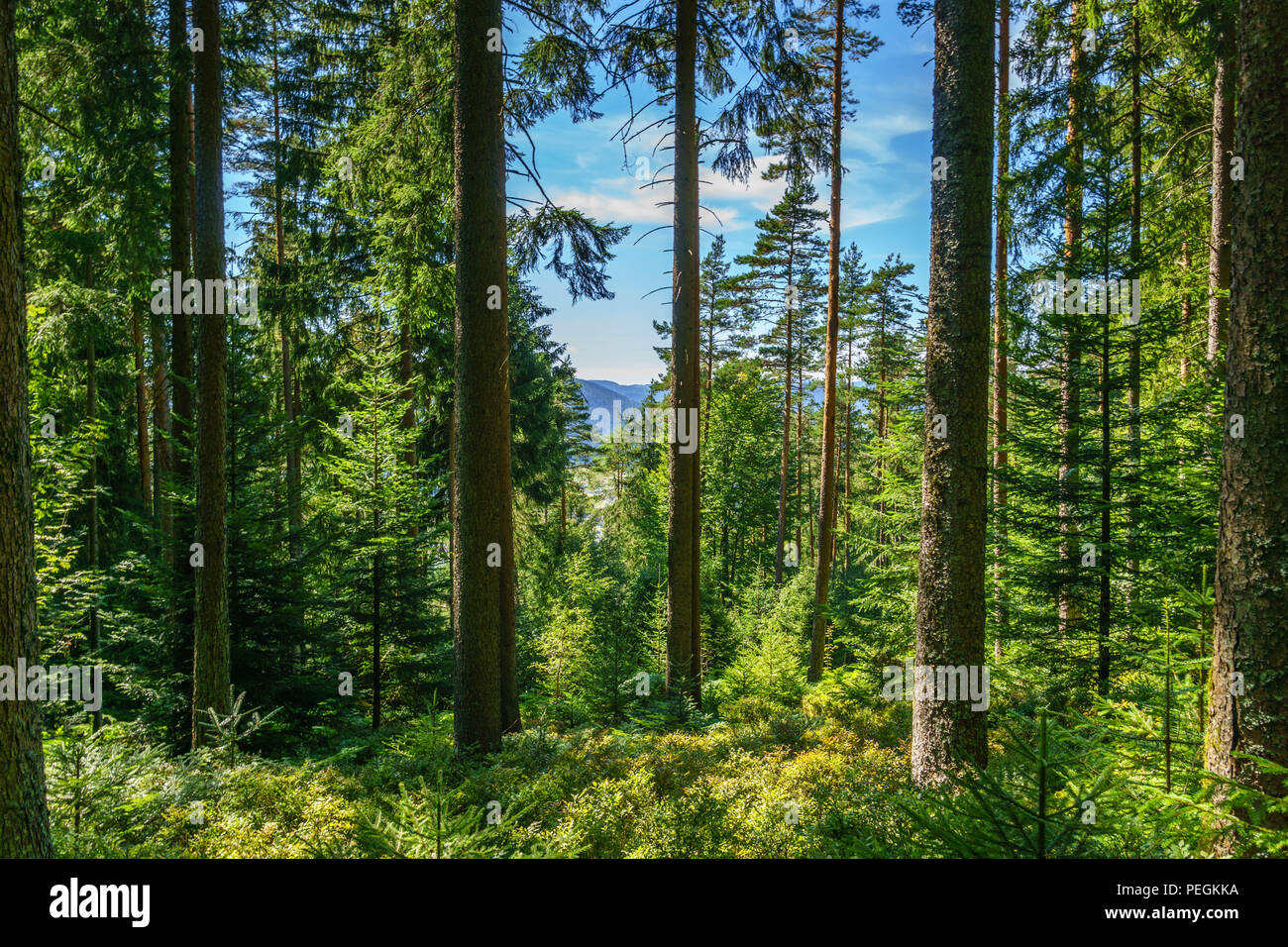 Wandern im Schwarzwald Stockfoto