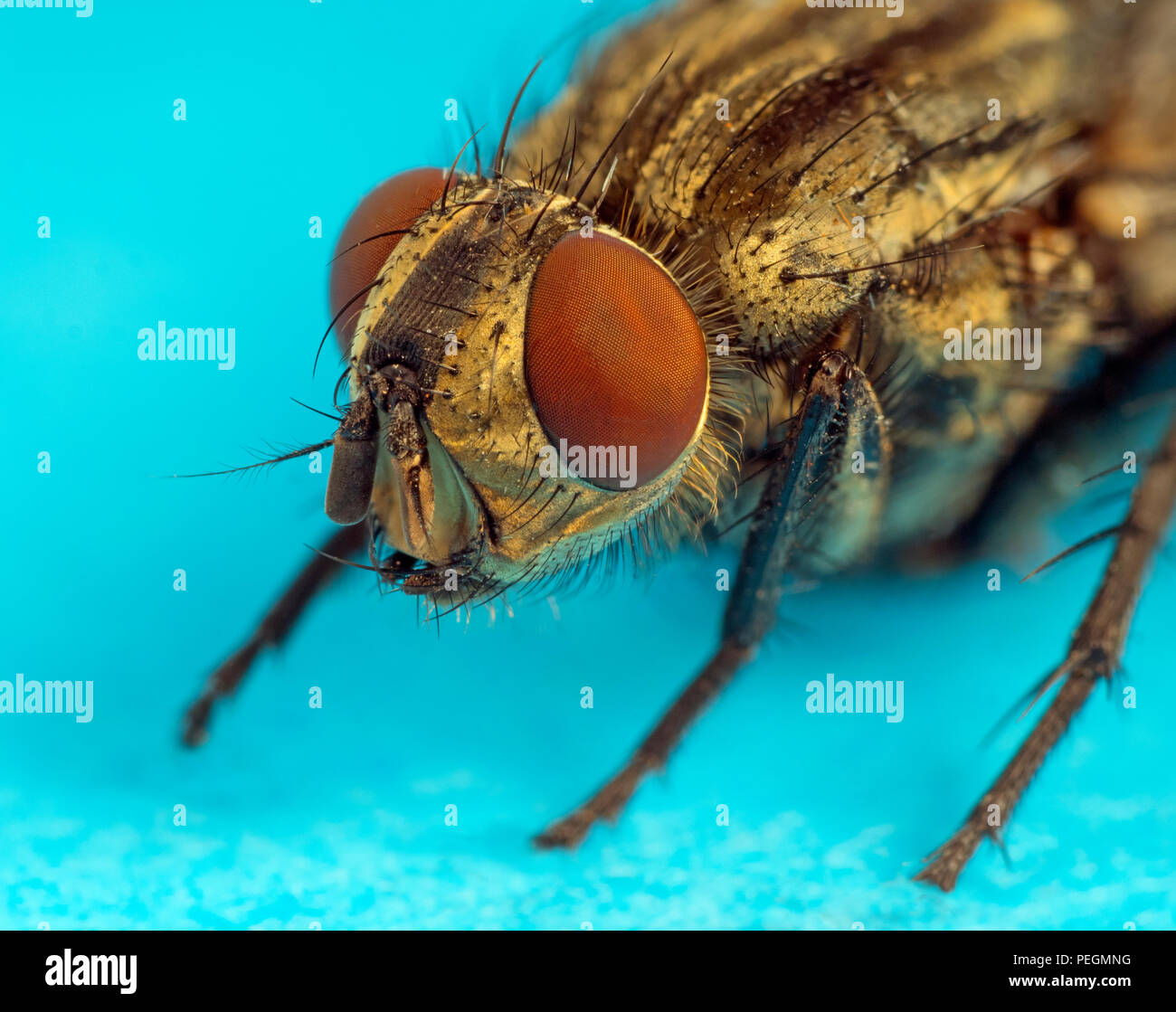 Fleisch fliegen Sarcophaga bercaea extreme Makro von Kopf Stockfoto