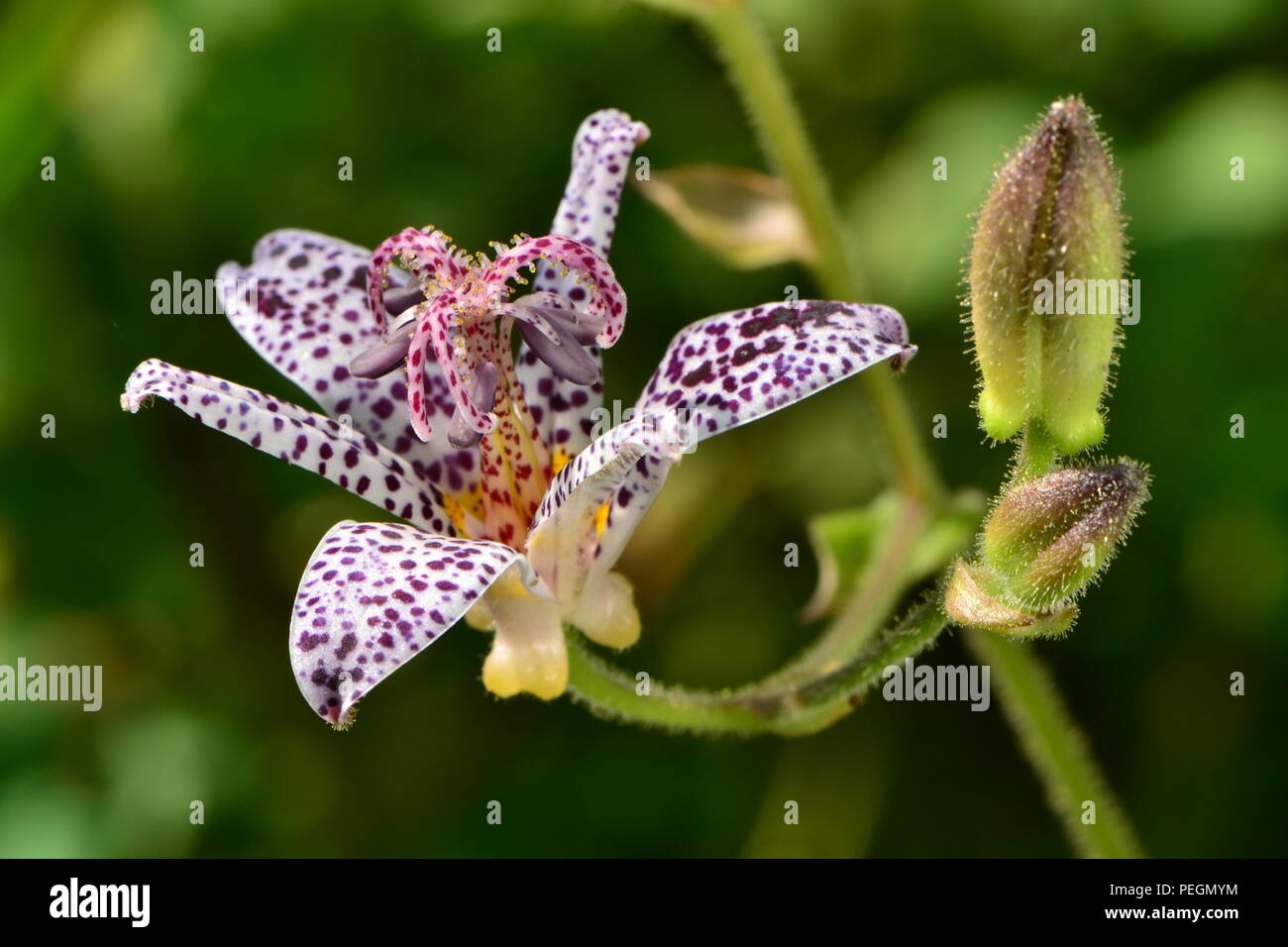 Tricyrtis hirta-garten Orchidee - kröte Lilien - Makro. Weiße Blüten mit lila Flecken und grünen Blütenknospen Stockfoto