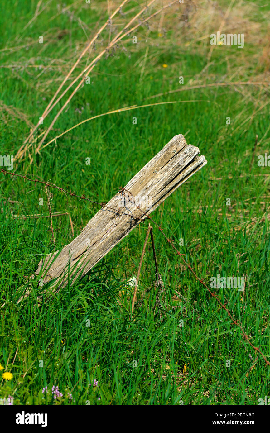 Die alten klapprigen hölzerne Säule der Zaun und Stacheldraht rostig ist vor dem Hintergrund von saftigen grünen Gras. Stockfoto