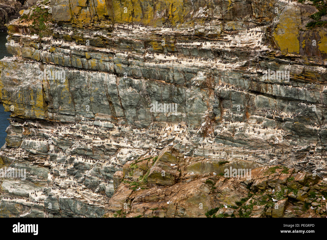 Großbritannien, Wales, Anglesey, South Stack, trottellummen Nesting auf einer Klippe an der RSPB Ellin's Tower Vogelbeobachtung Punkt Stockfoto