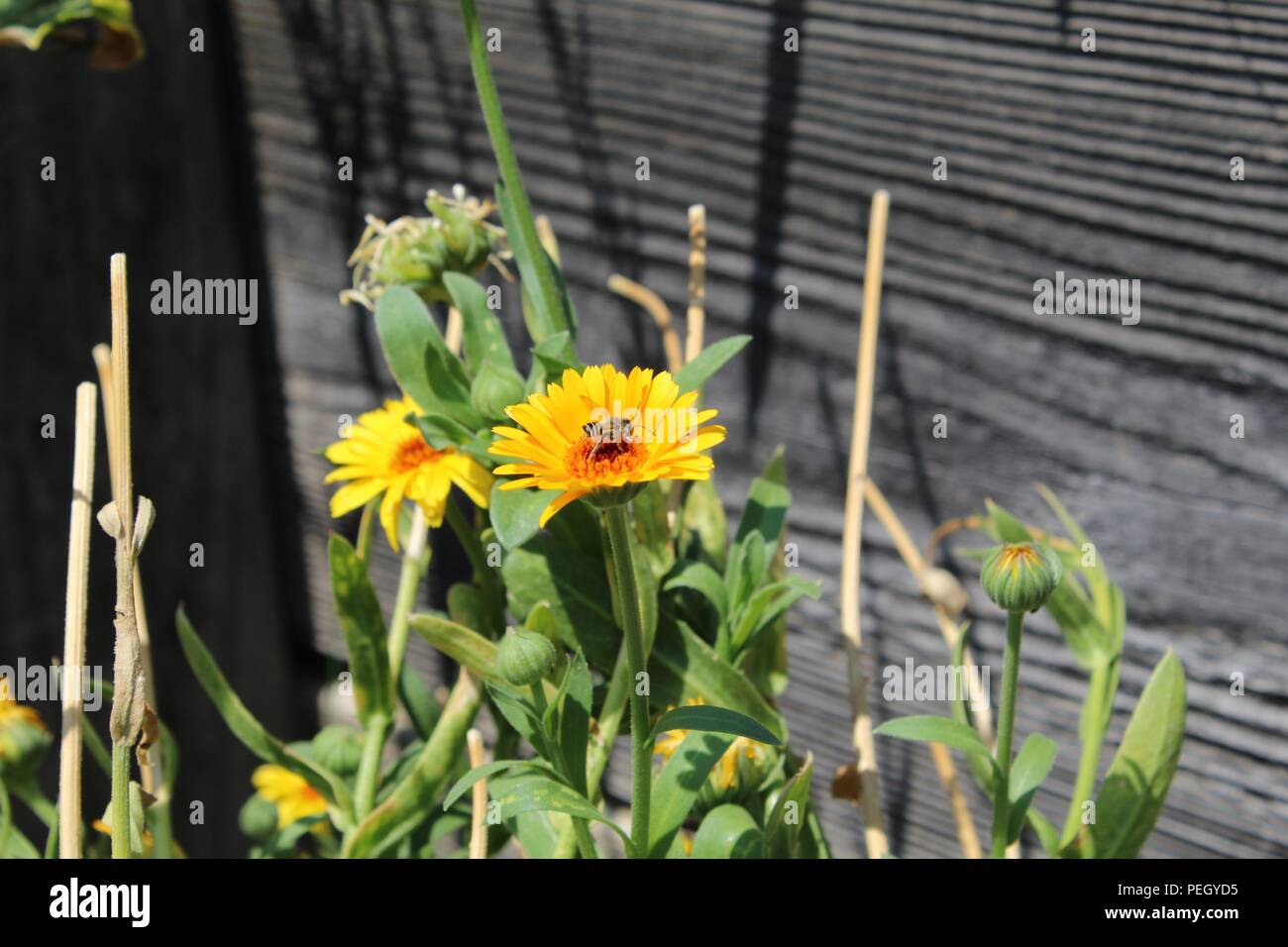 Viele schöne Dinge, die ich sehe, wie Pflanzen, Insekten, Wasser, Natur. Hinterhof, Fluss, Katzen-Haustiere, Biene. Kranke Teile meine Funde mit dir, während ich sie sehe. Danke! Stockfoto