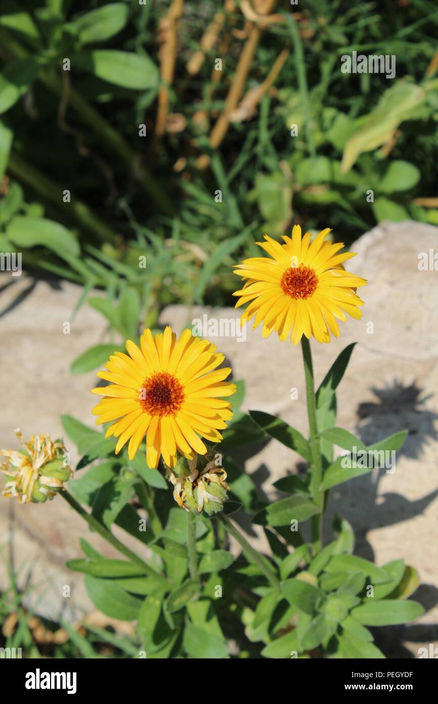 Viele schöne Dinge, die ich sehe, wie Pflanzen, Insekten, Wasser, Natur. Hinterhof, Fluss, Katzen-Haustiere, Biene. Kranke Teile meine Funde mit dir, während ich sie sehe. Danke! Stockfoto