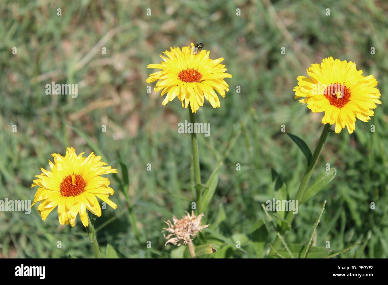 Viele schöne Dinge, die ich sehe, wie Pflanzen, Insekten, Wasser, Natur. Hinterhof, Fluss, Katzen-Haustiere, Biene. Kranke Teile meine Funde mit dir, während ich sie sehe. Danke! Stockfoto