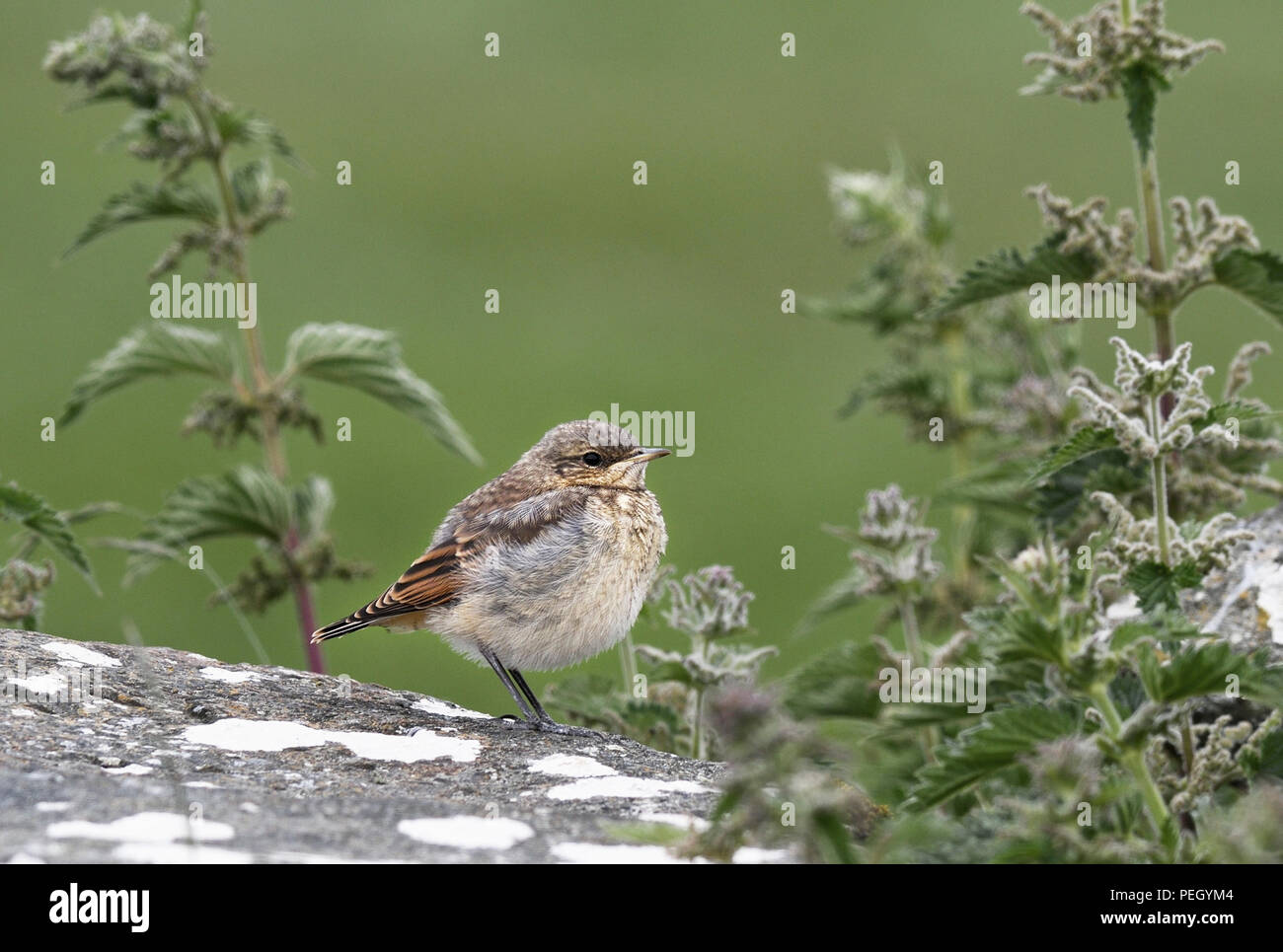 Steinschmätzer; oenanthe oenanthe; Jugendlich; stehen auf Rock, North Uist, Schottland Stockfoto