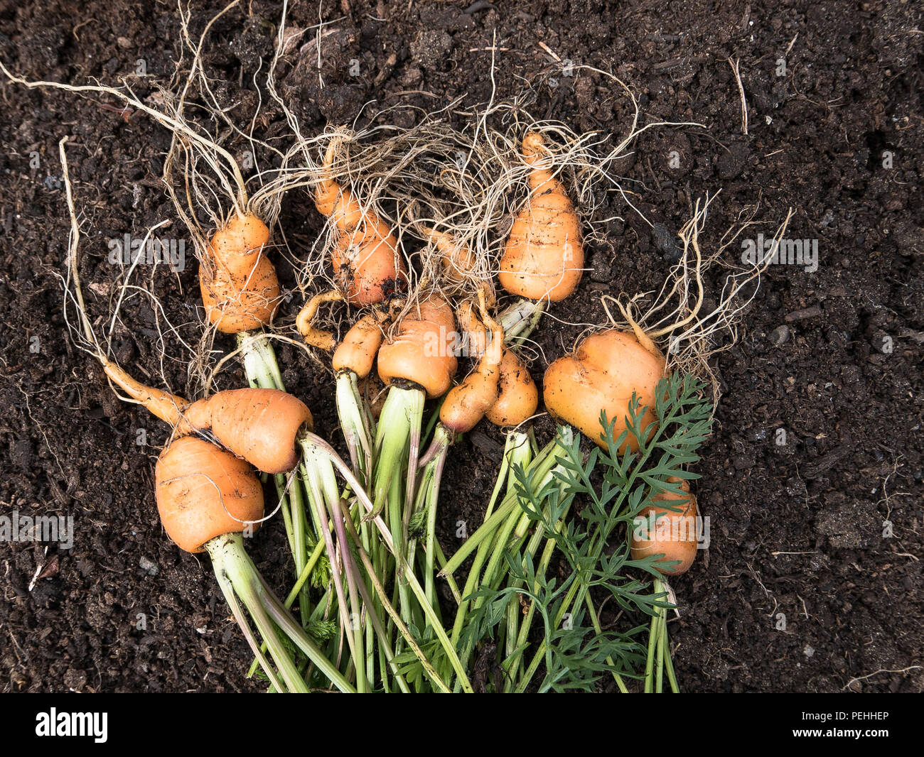 Frisch gezapftes Karotte Pariser Markt Gemüse in einem englischen Pflanzmaschine im Juli Stockfoto