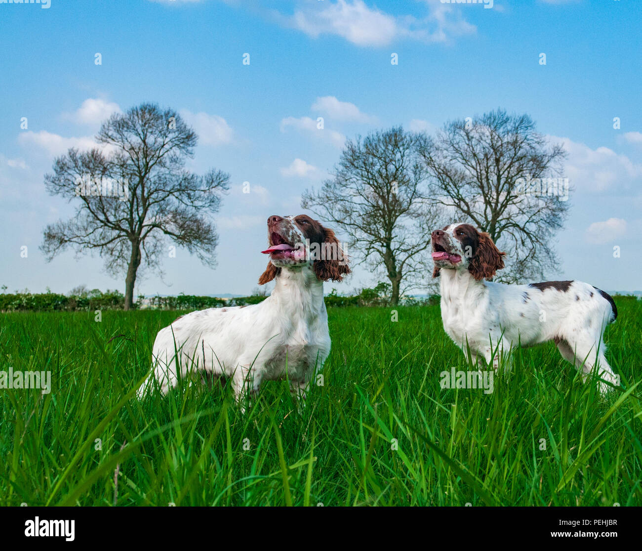 Zwei English Springer Spaniels (ca. 16 Wochen alt) saß in einer Wiese bei einem Spaziergang Stockfoto