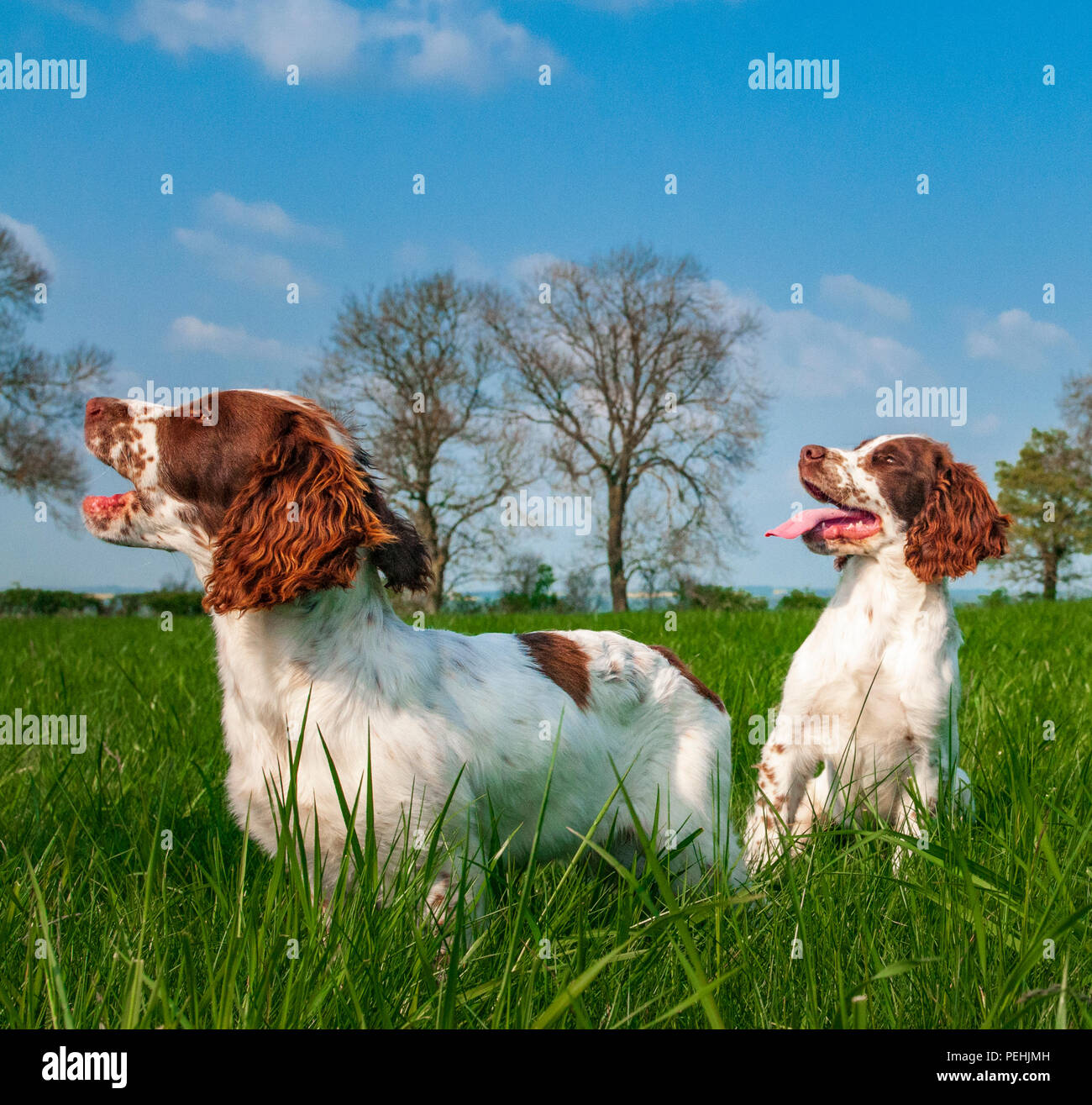 Zwei English Springer Spaniels (ca. 16 Wochen alt) saß in einer Wiese bei einem Spaziergang Stockfoto