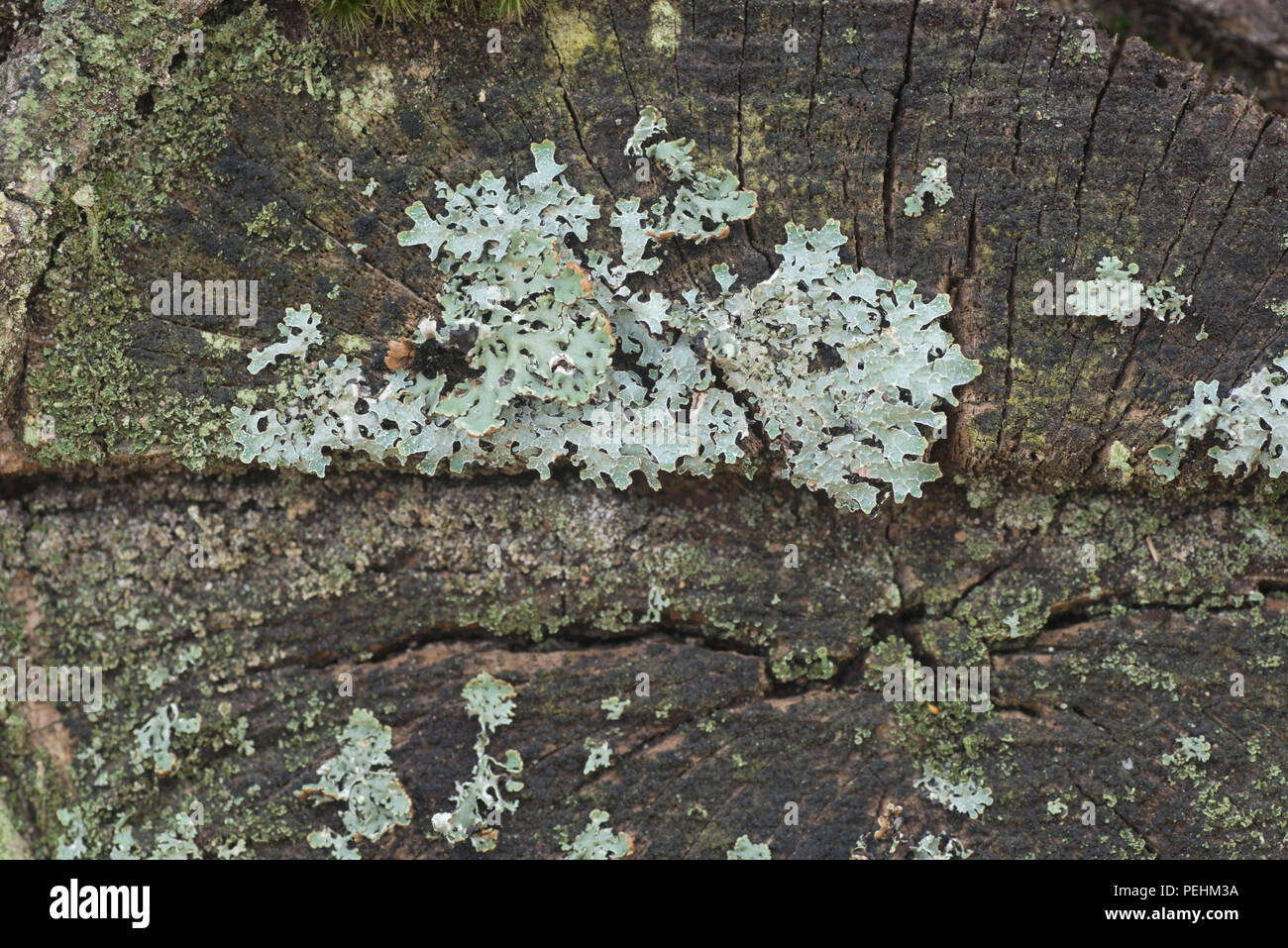 Flechten auf Baum Makro selektiven Fokus Stockfoto