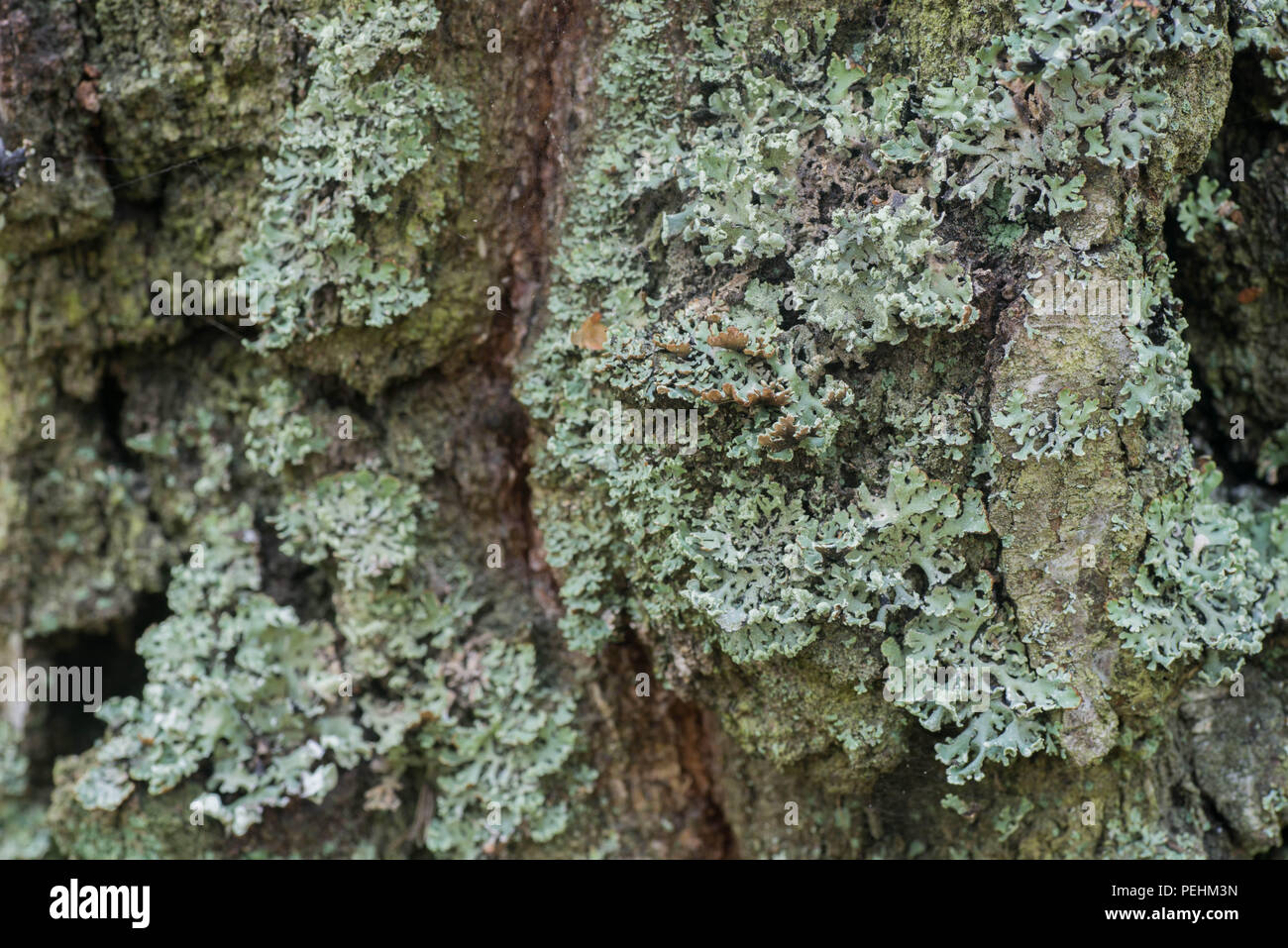 Flechten auf Baum Makro selektiven Fokus Stockfoto