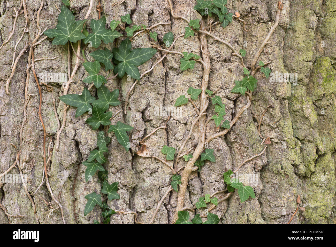 Efeu klettern auf Eiche Baum Rinde Makro Stockfoto
