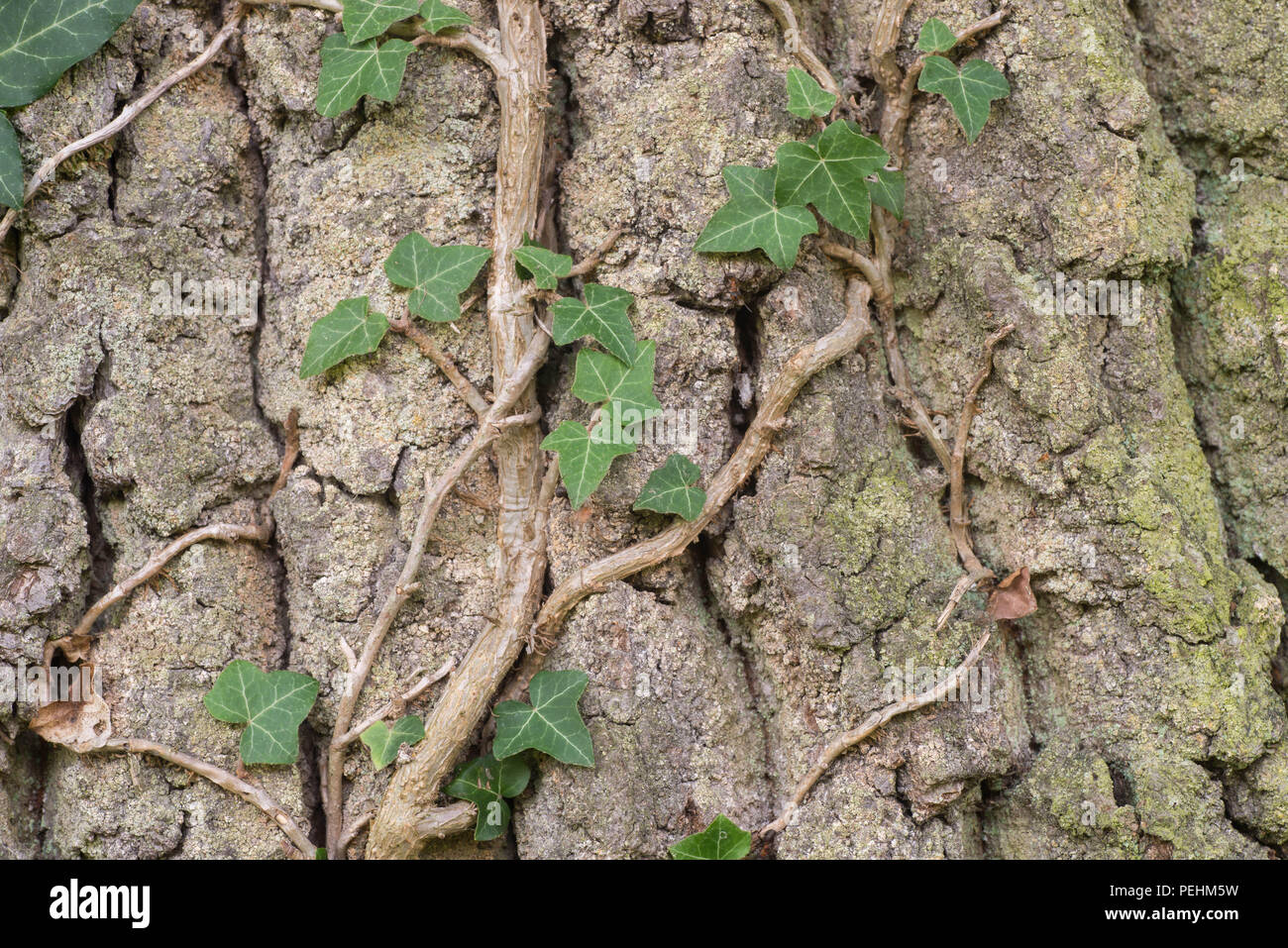 Efeu klettern auf Eiche Baum Rinde Makro Stockfoto