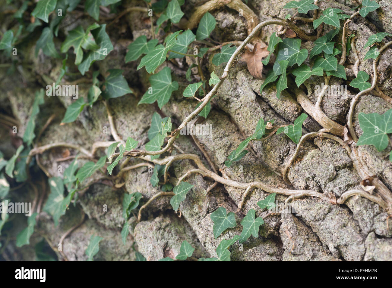 Efeu klettern auf Eiche Baum Rinde Makro Stockfoto