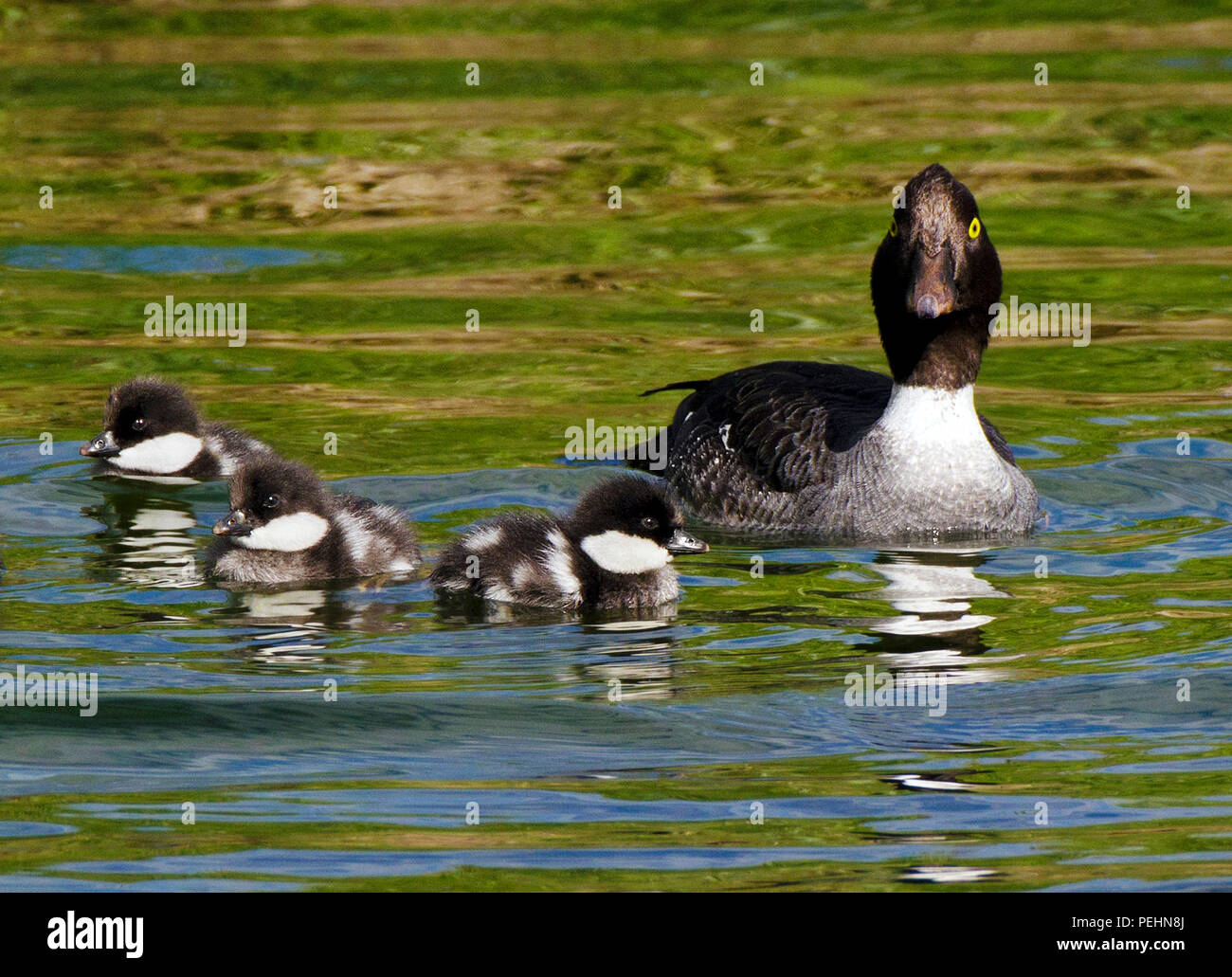 Schellente Mutter und Entenküken schwimmen auf einem Teich, Yellowstone National Park, Wyoming, USA Stockfoto