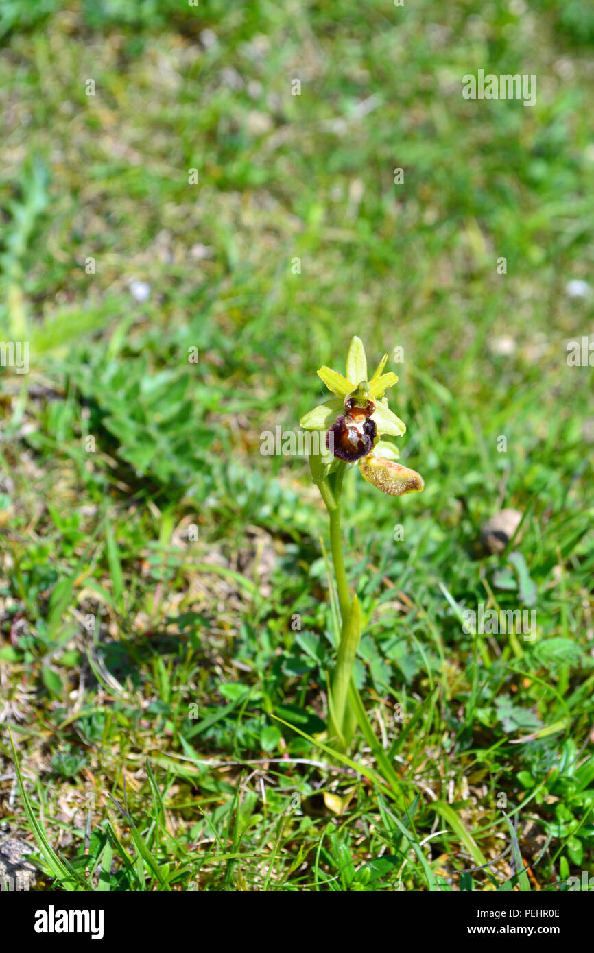 Frühen Spider Orchid Stockfoto