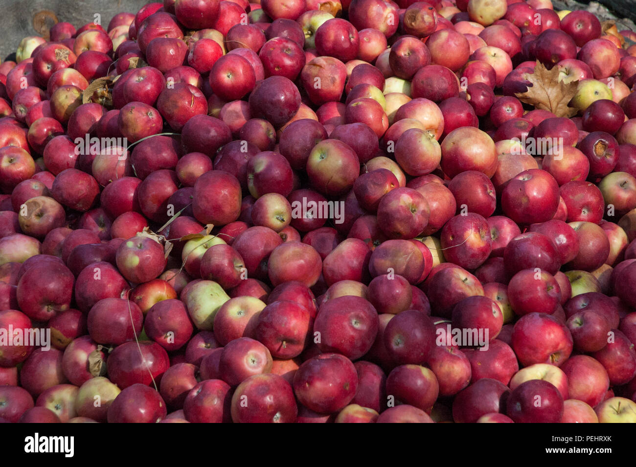 Herbst in New England ist voller Farbe und Erwartung der kälteren Tage im Voraus. Stockfoto