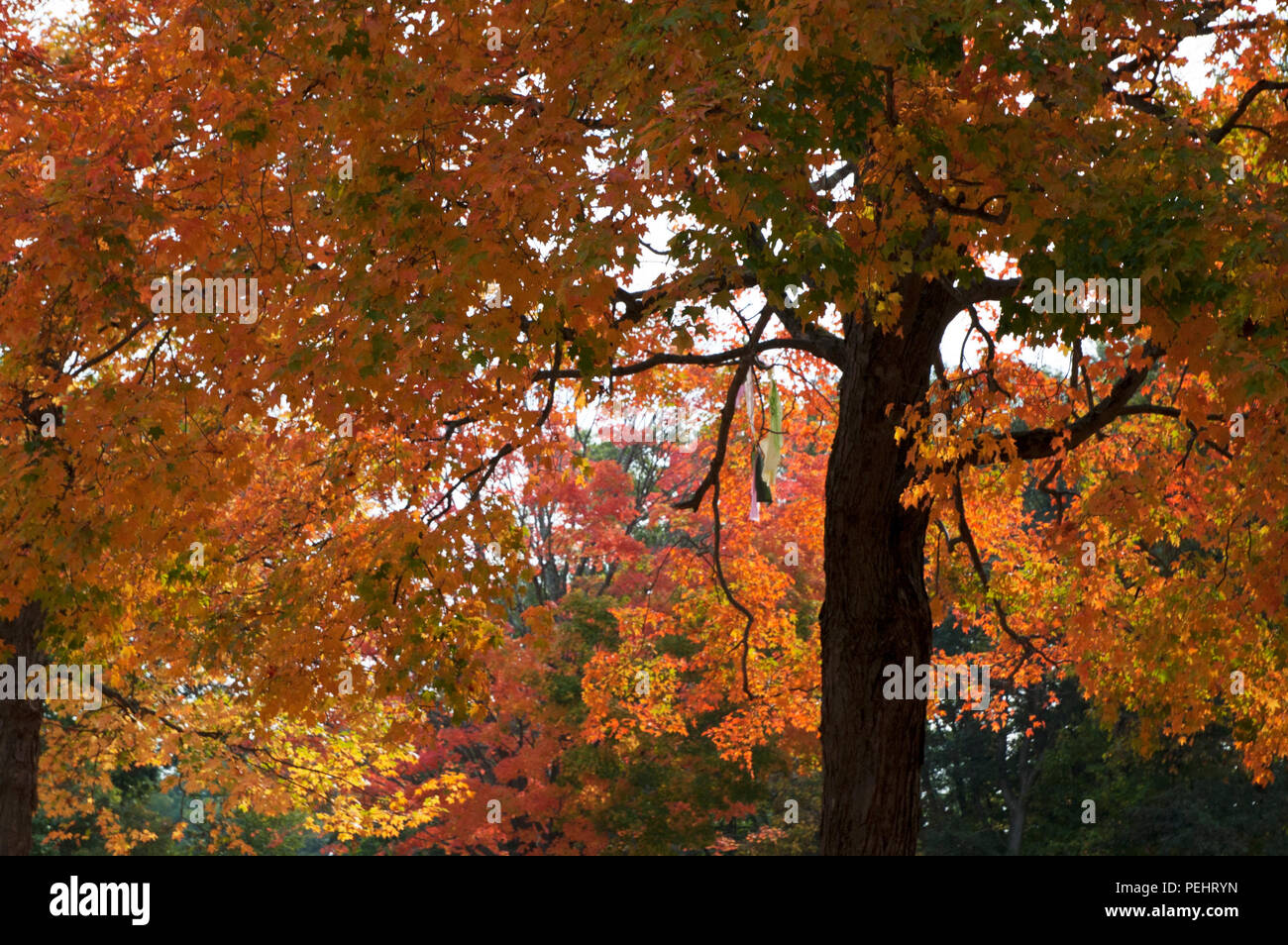 Herbst in New England ist voller Farbe und Erwartung der kälteren Tage im Voraus. Stockfoto