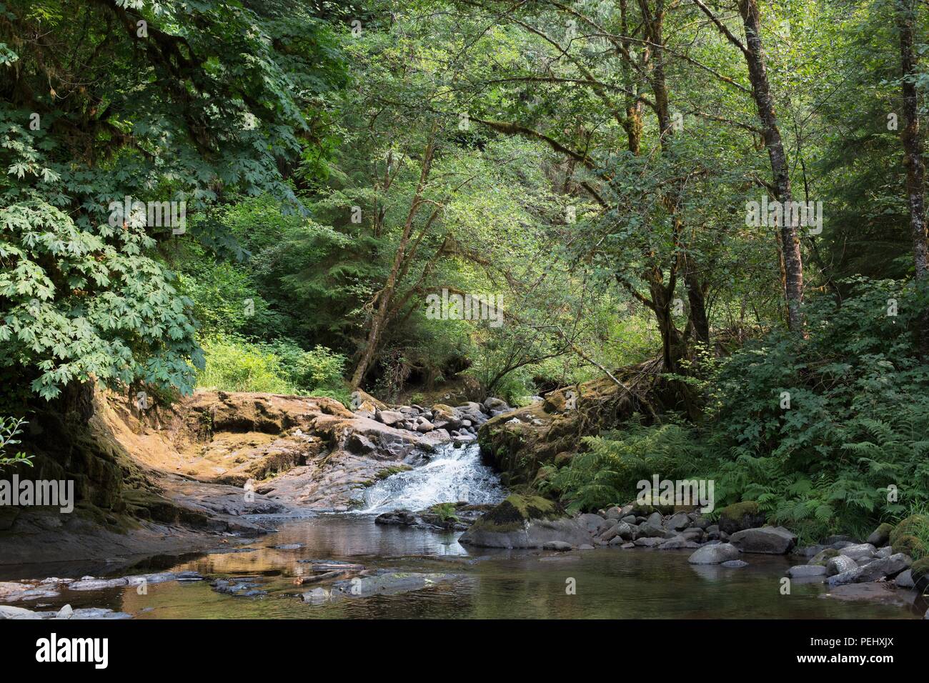 Ein Wasserfall im Sweet Creek in der Nähe von Mapleton, Oregon, USA. Stockfoto