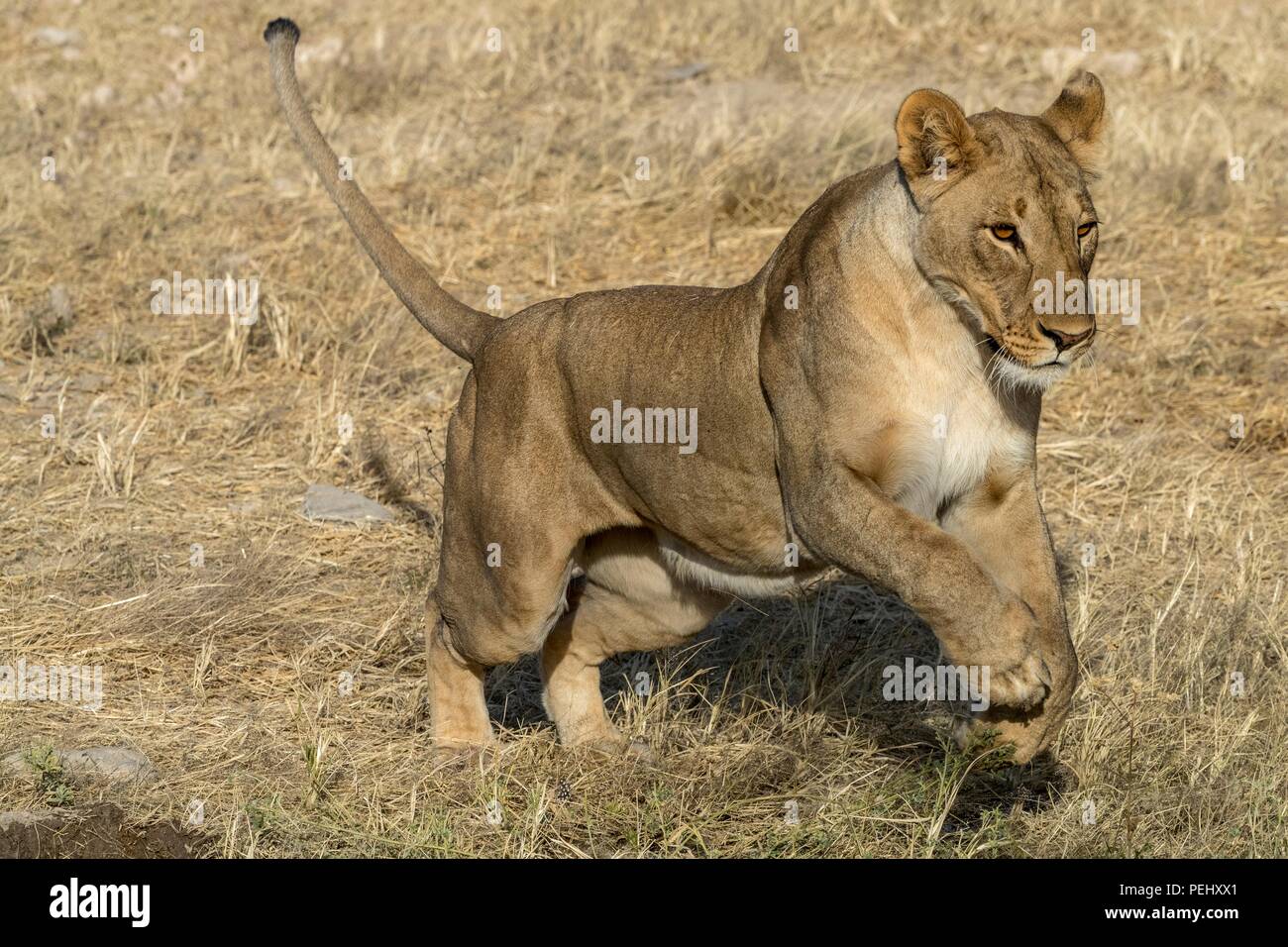 Ein löwinnen Sprünge in den Etosha Nationalpark in Namibia Stockfoto