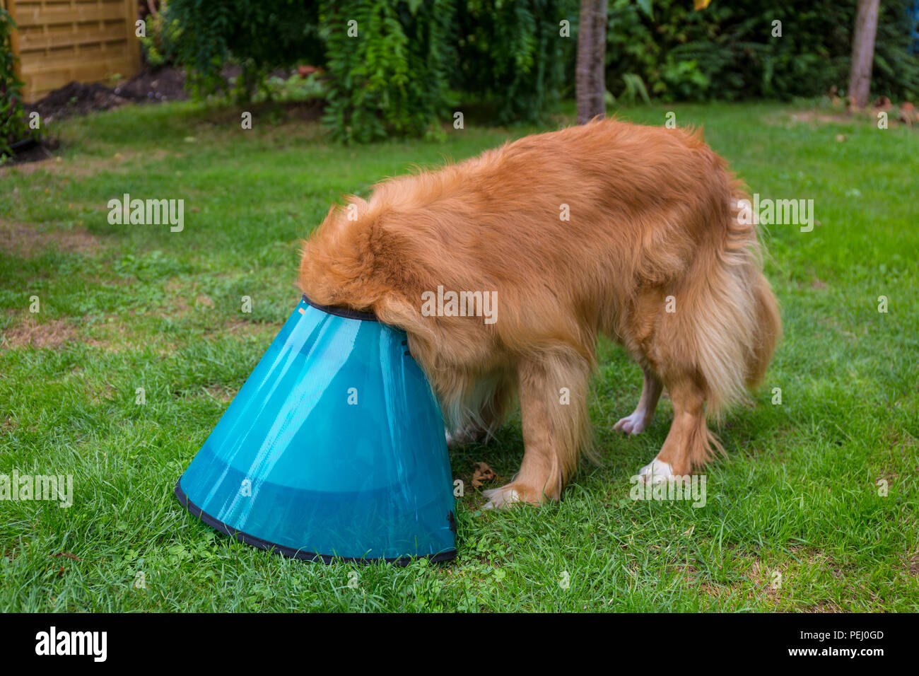 Nova Scotia Duck Tolling Retriever ein Schutz Kegel tragen eine Verletzung vom Hund zu schützen, Kratzen, Belecken oder sorgen die Wunde. Stockfoto