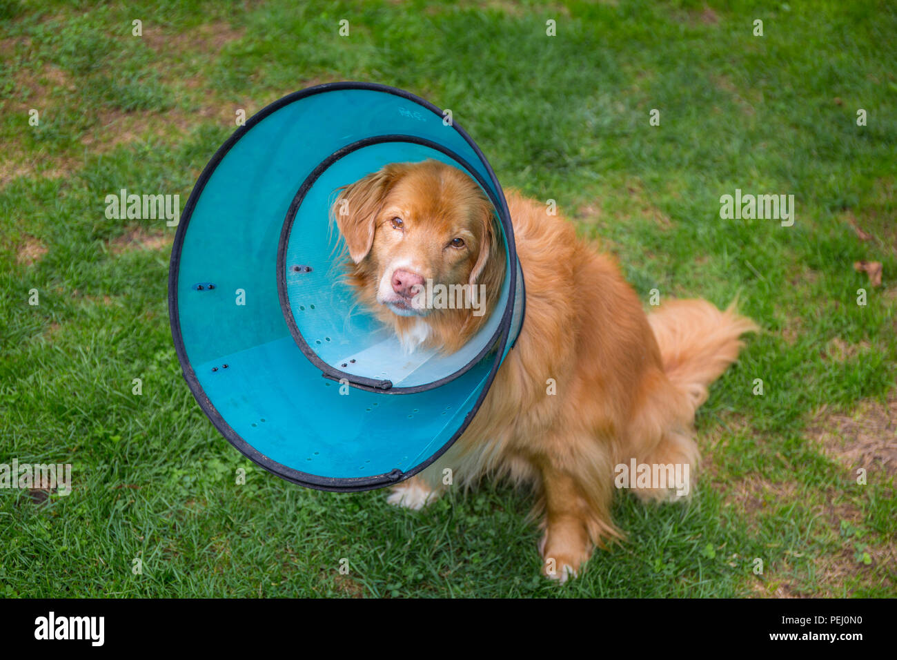 Nova Scotia Duck Tolling Retriever ein Schutz Kegel tragen eine Verletzung vom Hund zu schützen, Kratzen, Belecken oder sorgen die Wunde. Stockfoto