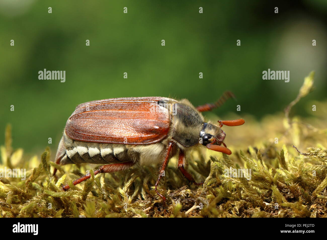 Maikäfer Seite anzeigen standen auf Moss mit geschlossenen Flügeln Stockfoto