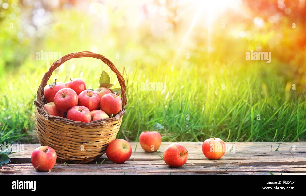 Rote Äpfel der Korb im Garten - Ernte Konzept Stockfoto