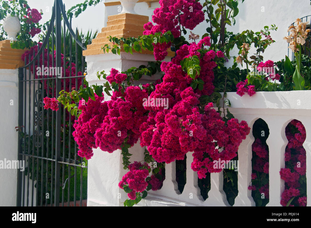 Lila Blumen auf den Eingang mit weißen Zaun, Sommer Stockfoto