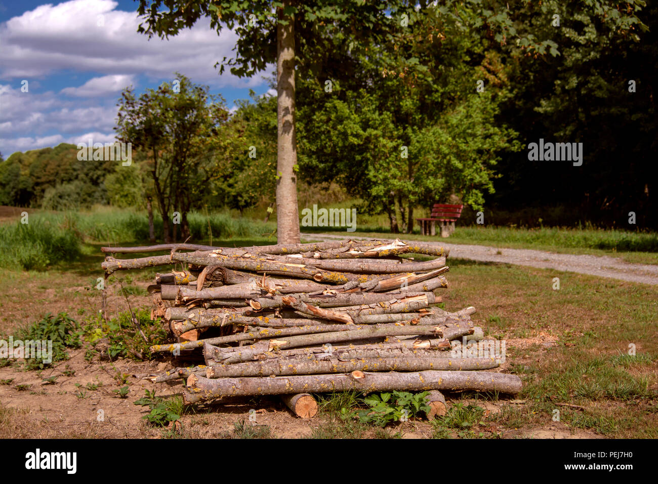 Holz für den Herbst Stockfoto
