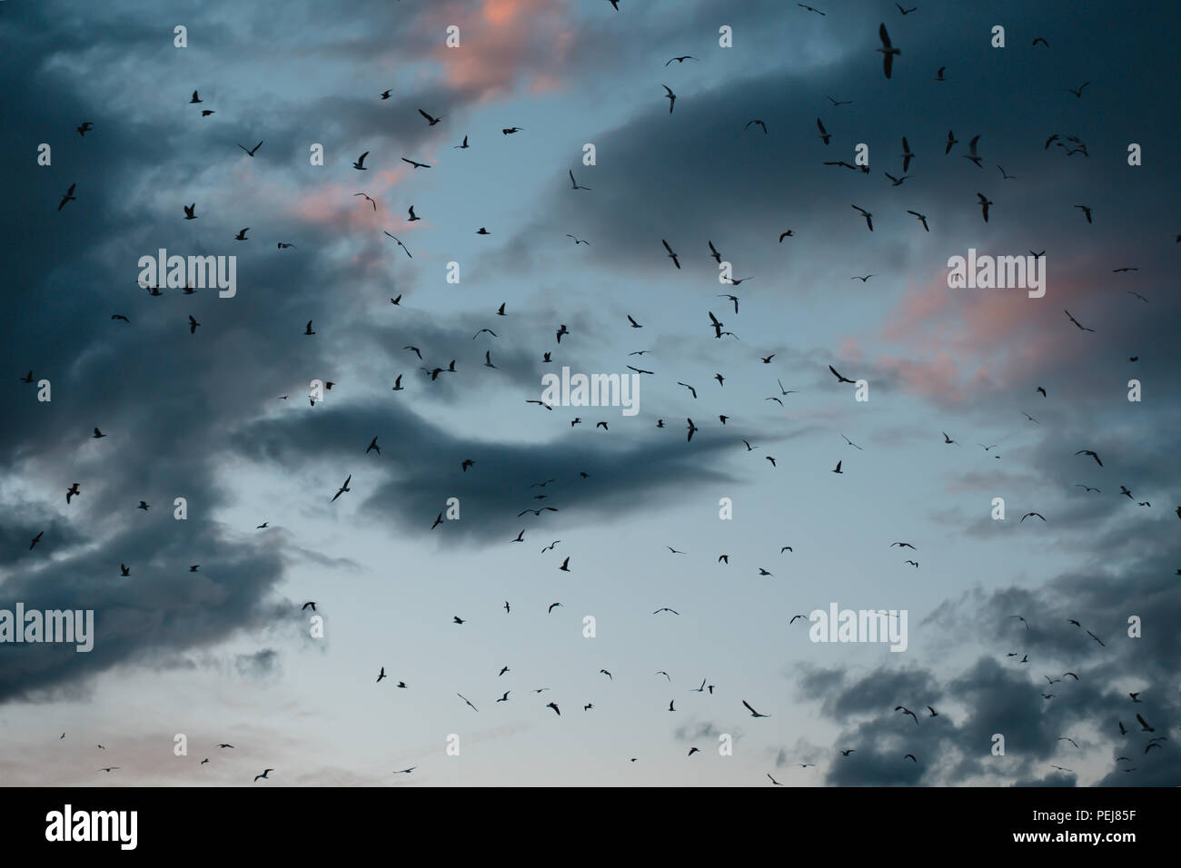 Foto von Rammstein über einen Sonnenuntergang mit dem blauen Himmel und Wolken. Die Freiheit der Vögel um den Himmel von Malaga fliegen. Stockfoto