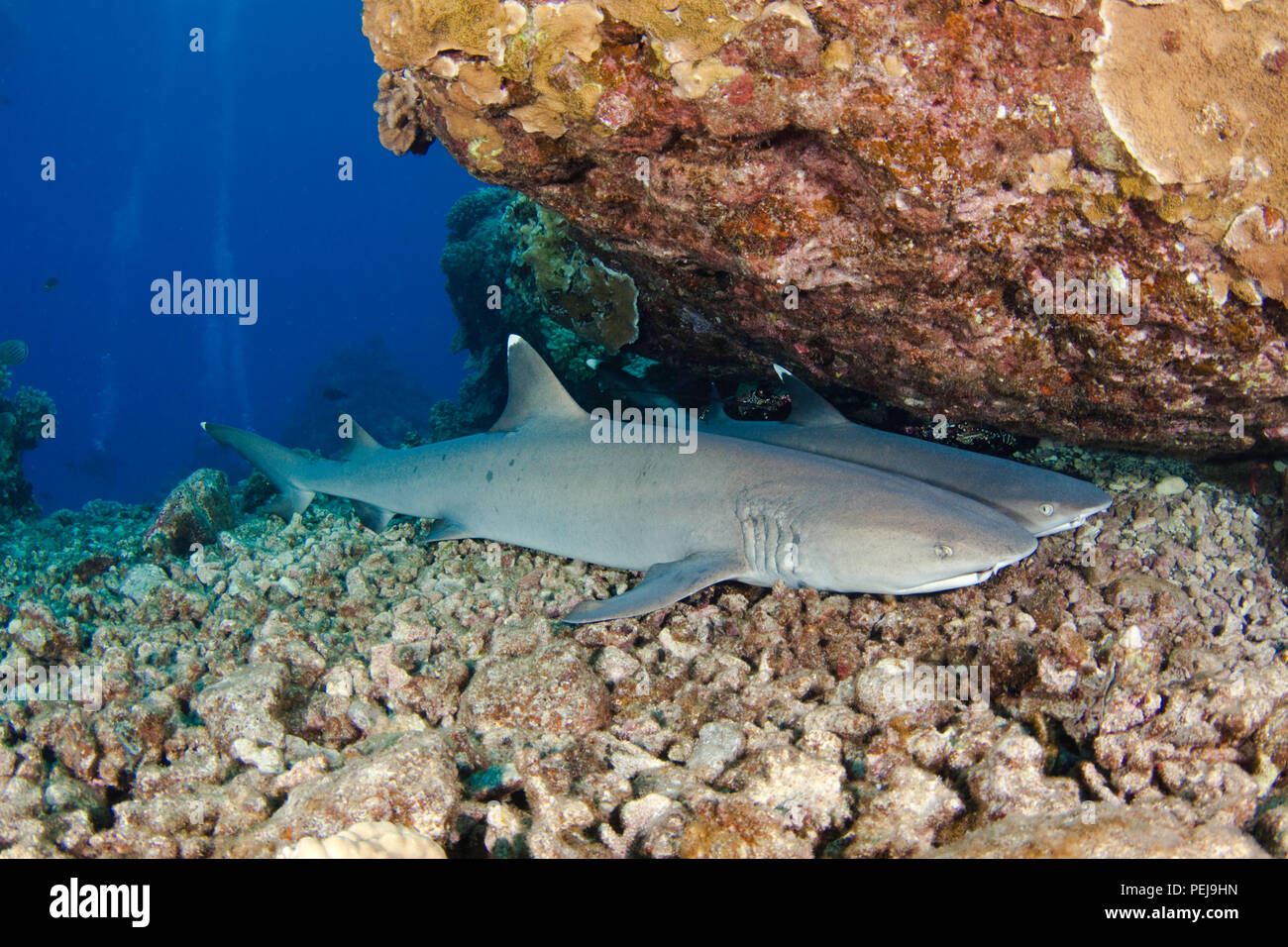 Zwei Weißspitzenriffhaie, Triaenodon obesus, ruht auf der Unterseite. Hawaii. Stockfoto