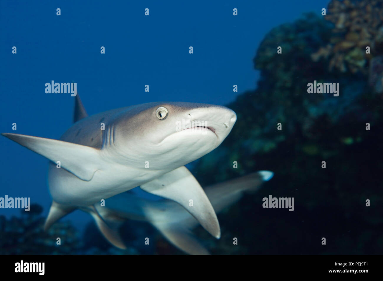 Weißspitzen-Riffhaie, Triaenodon Obesus, Hawaii. Stockfoto