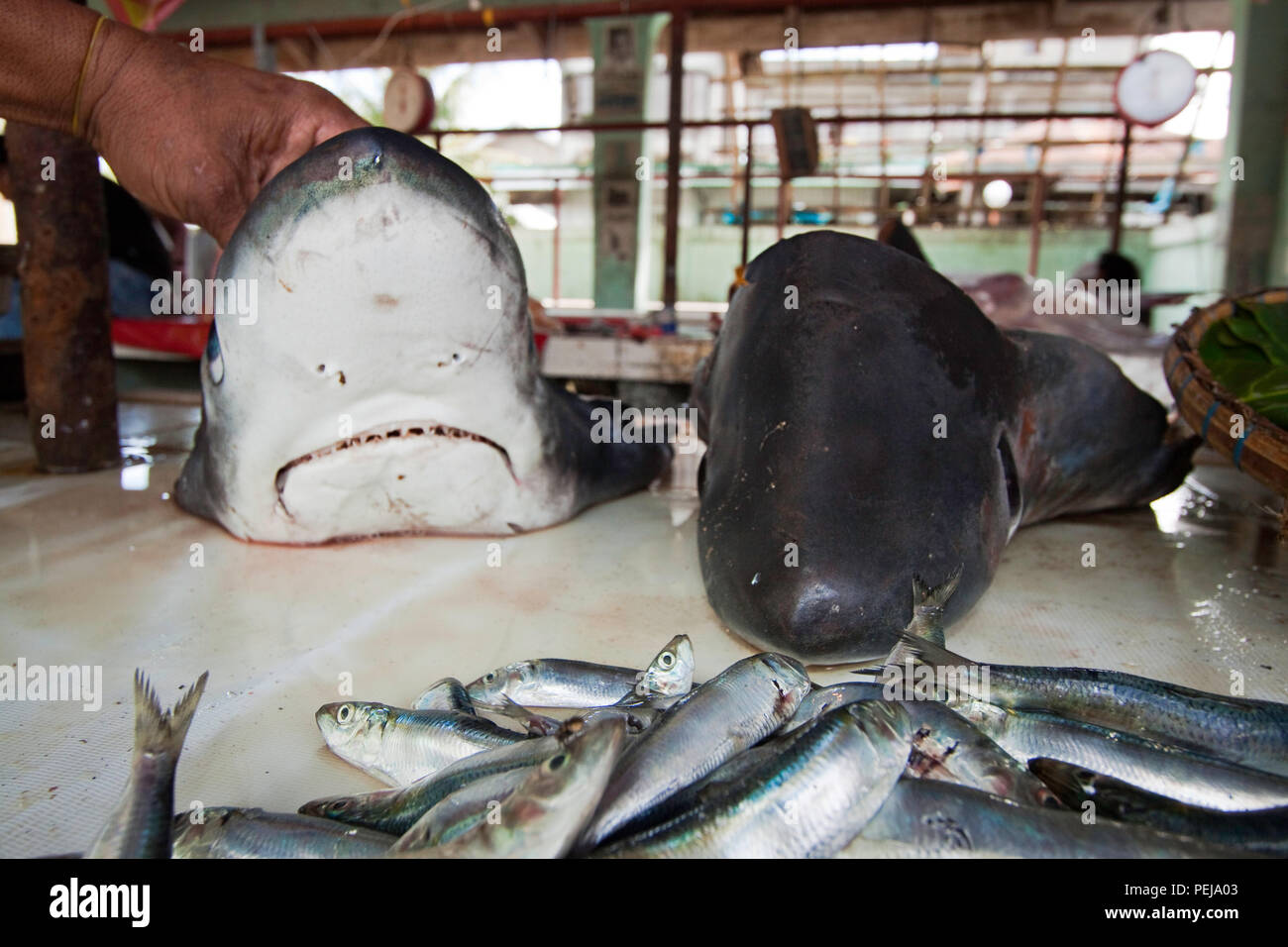 Die beiden Regierungschefs der Thresher Sharks, Alopias pelagicus, zum Verkauf in einem Markt, in den Philippinen. Die thresher shark ist ein Typ der Makrele Hai oder Lamnif Stockfoto