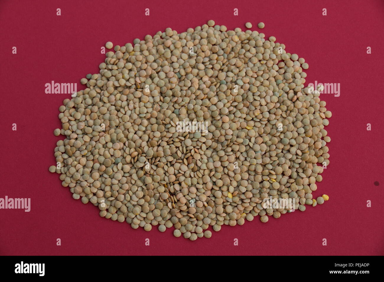 Linsen- Lens culinaris Stockfoto
