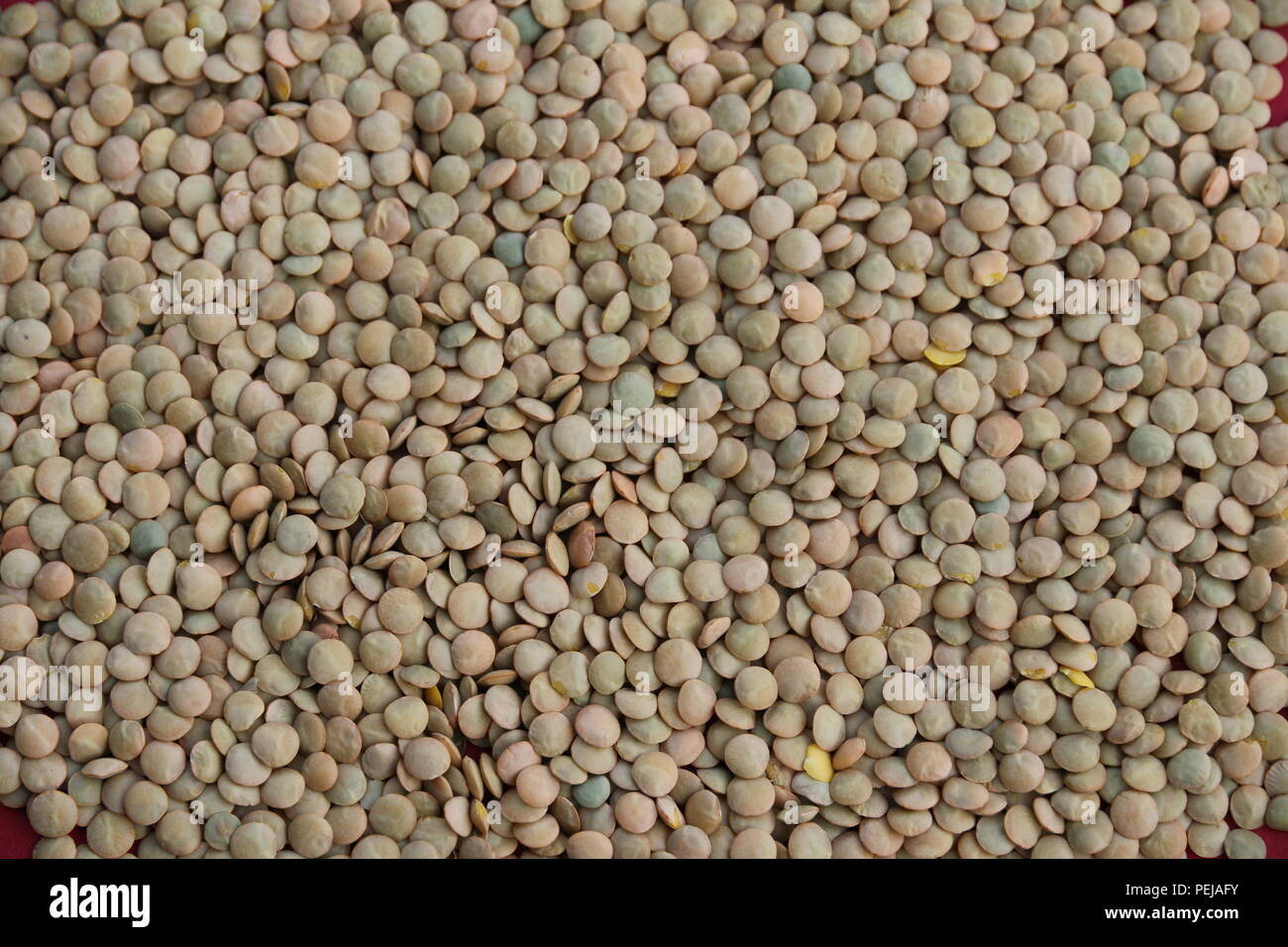 Linsen- Lens culinaris Stockfoto