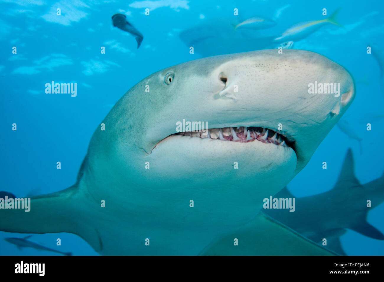 Lemon Shark, Negaprion brevirostris, Unterwasser, West End, Grand Bahamas, Atlantik. Stockfoto