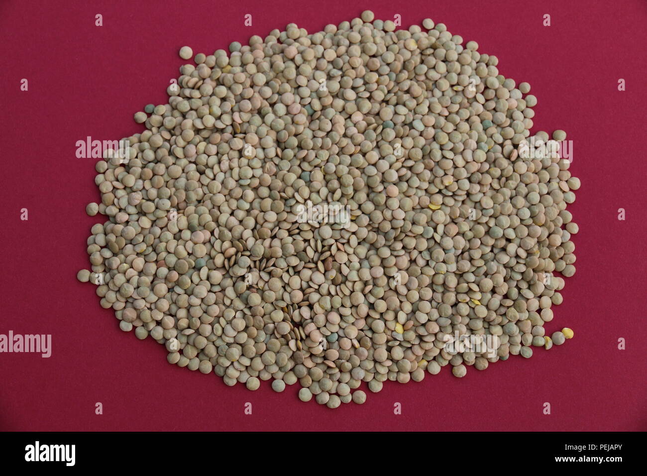 Linsen- Lens culinaris Stockfoto