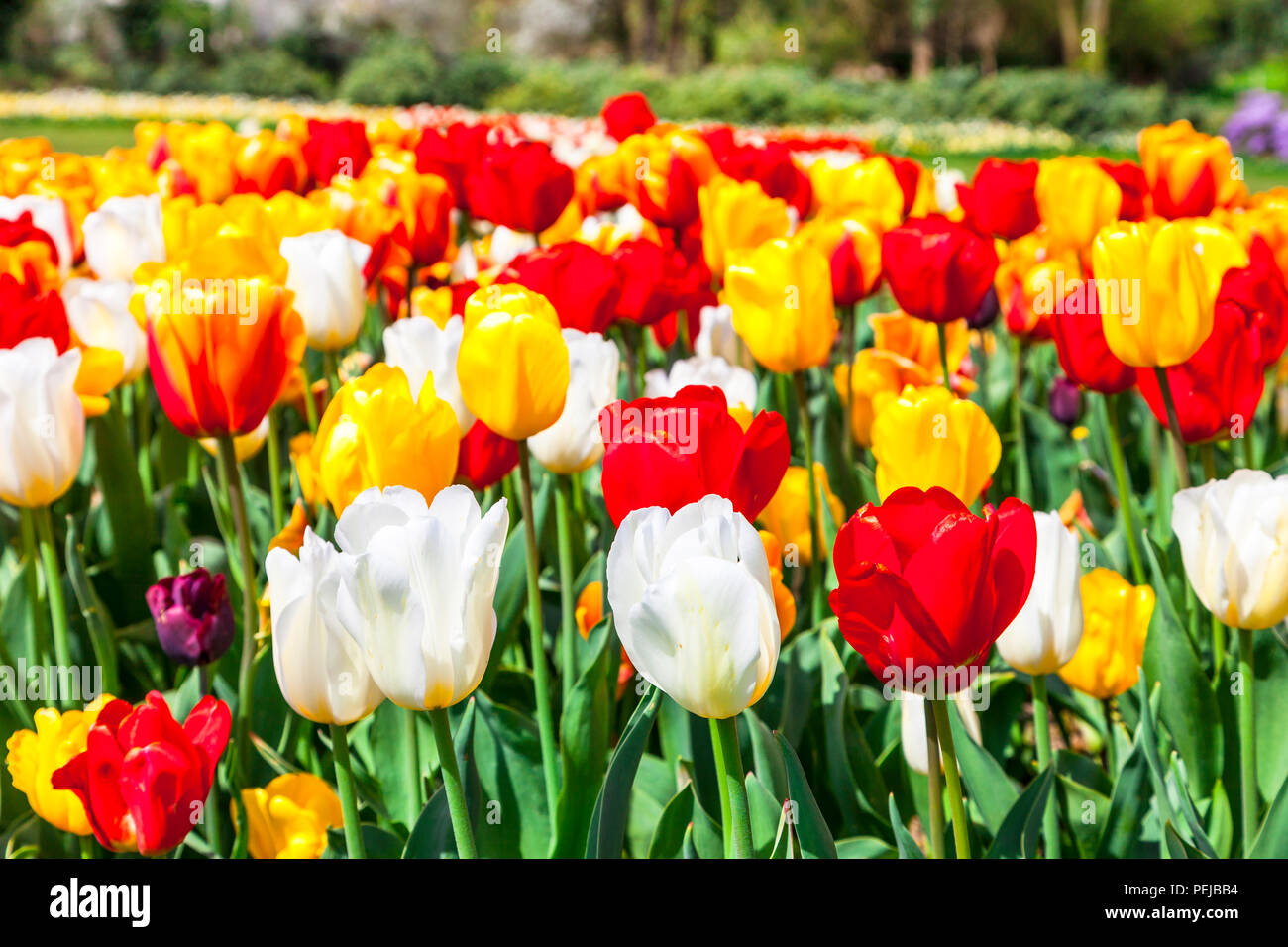 Beeindruckend bunte Tulpen in Keukenhof Park, Niederlande. Stockfoto