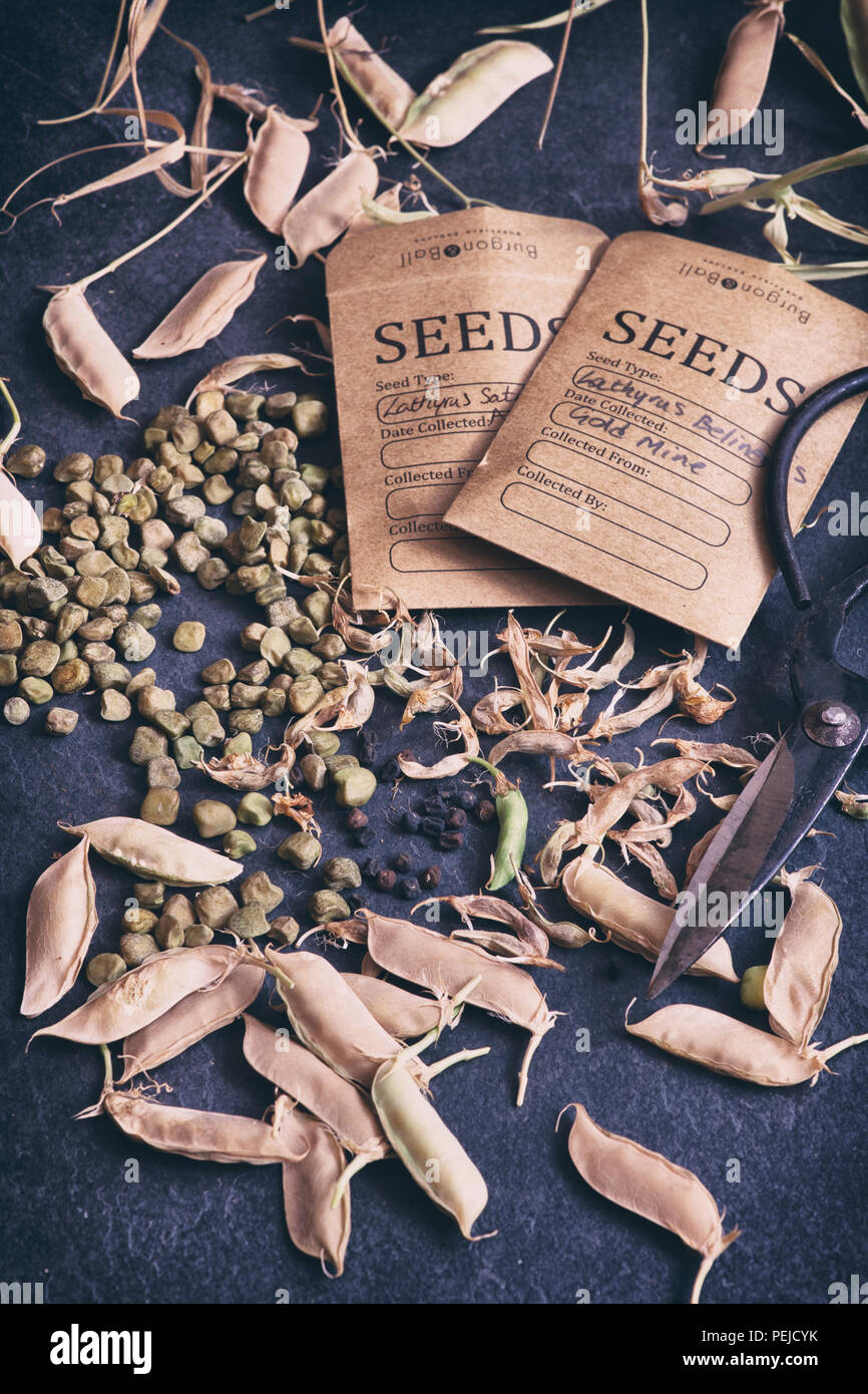 Lathyrus belinensis 'Goldmine' und Lathyrus sativus Azureus. Belin Pea und Platterbsen Erbsensamen mit Saatgutpackungen und Schoten auf einer Schiefertafel Hintergrund Stockfoto