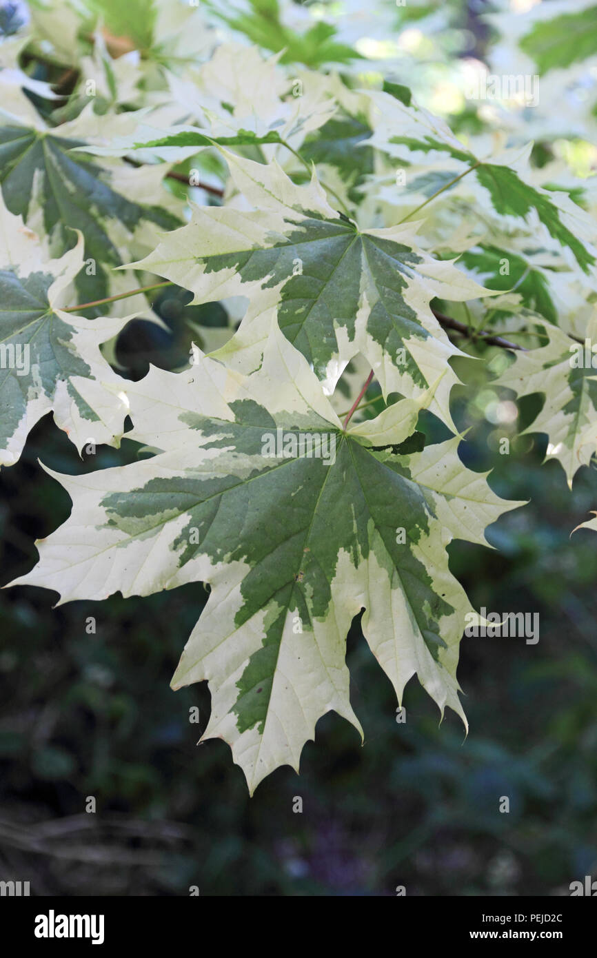 Buntes Laub von Acer Baum Stockfoto