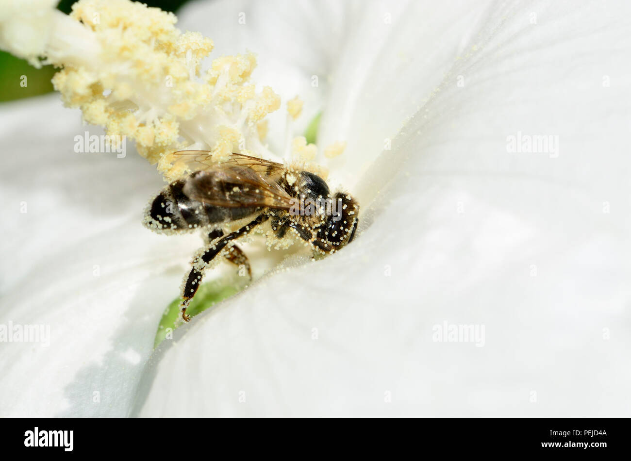 Gemeinsame Honig Biene (Apis melifera) in Pollen Kent, England. August Stockfoto