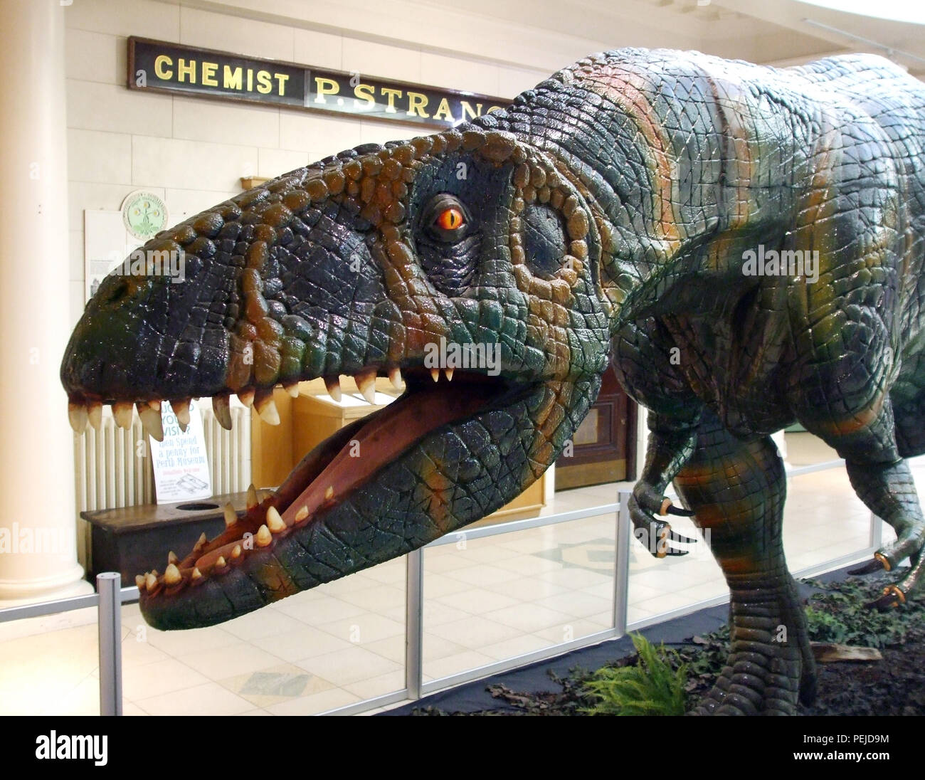 Ein Modell eines Tyrannosaurus Rex im Museum und Kunstgalerie in der Stadt Perth in Schottland. Stockfoto