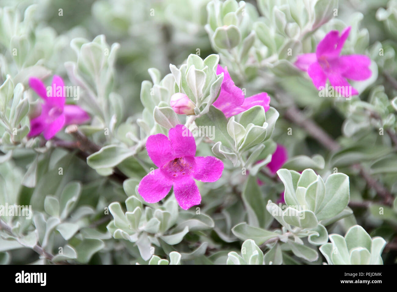 Texas Salbei, Texas Blattsilber, graue Blätter mit lila Blüten, perfekte natürliche Farbe spritzen durch die Natur getan, Garten Blumen in Singapur Stockfoto