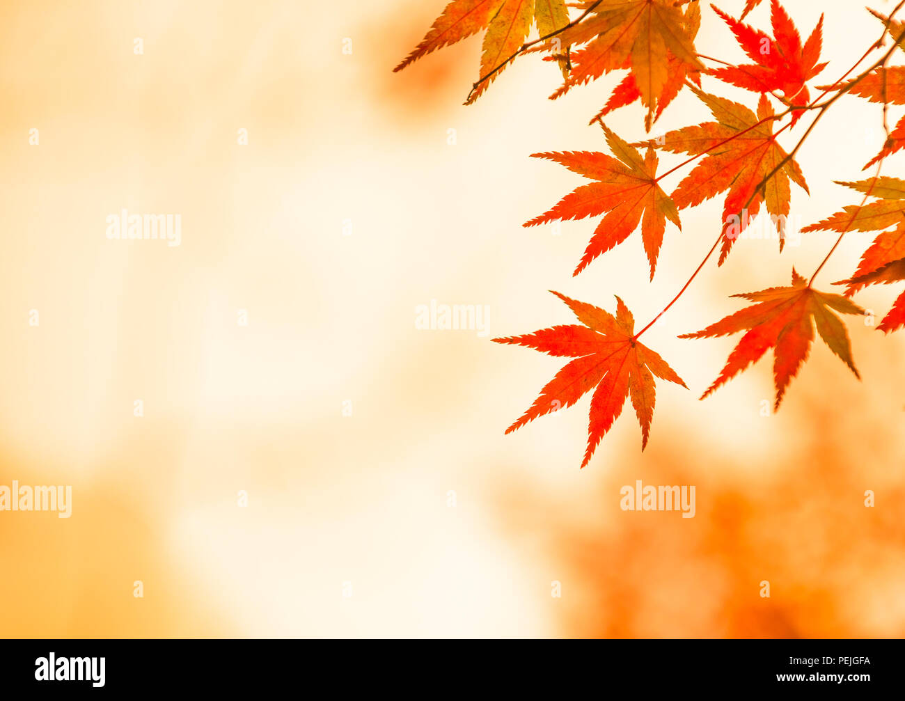 Herbstliche Hintergrund, leicht defokussiert rote Ahornblätter Stockfoto