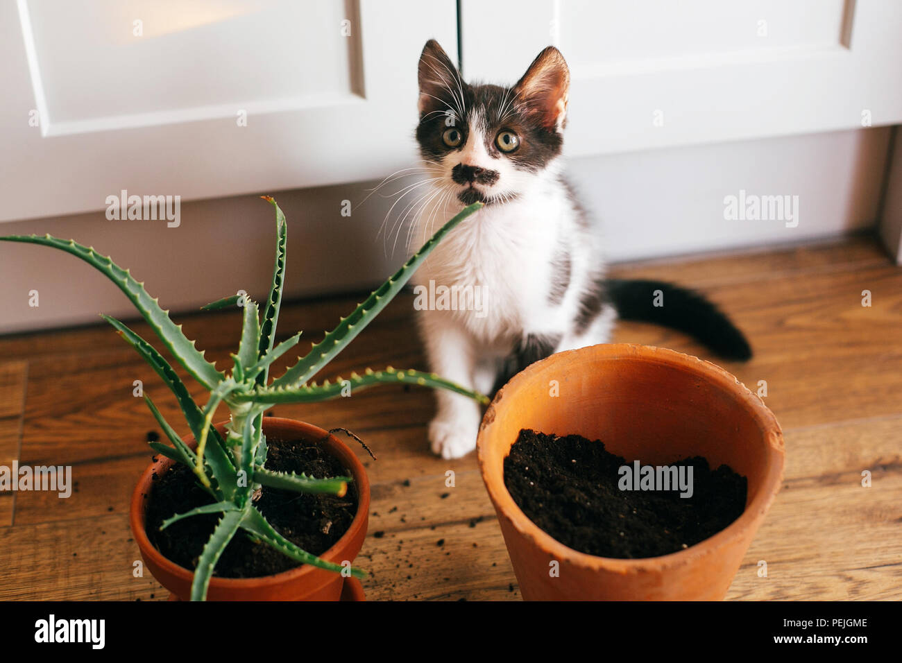Kitty mit unschuldigen Augen gespiegelt Topf und Aloe vera drinnen sitzen.  Pflege der Pflanzen Sukkulenten auf hölzernen Hintergrund. Gartenarbeit  Konzept. lustige Katze Stockfotografie - Alamy