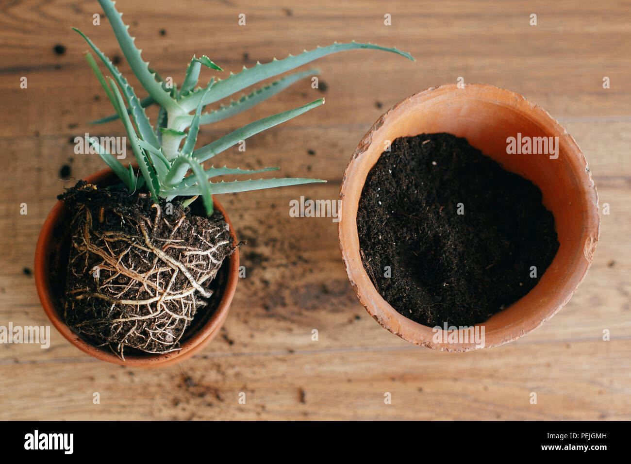 Aloe Vera mit Wurzeln in Erde umtopfen zu größeren Tontopf drinnen. Pflege  der Pflanzen Pflanzen Sukkulenten auf hölzernen Hintergrund. Gartenarbeit  Konzept. Umtopfen Stockfotografie - Alamy